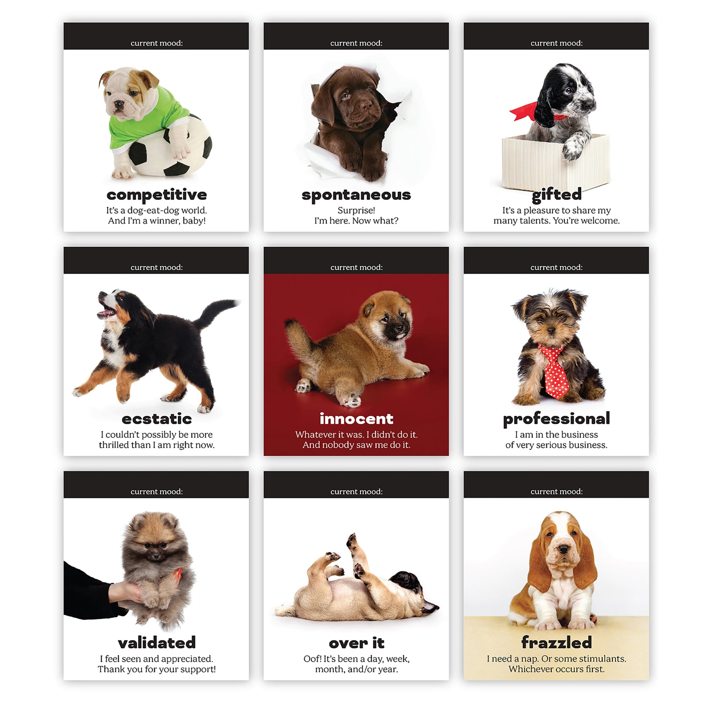 Daily Doggo Desktop Flipbook | Fred