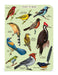 Bird Watching 3 Pack Mini Notebooks | Cavallini - Oscar & Libby's