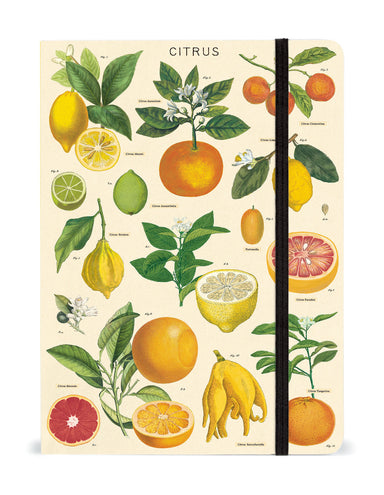 Citrus Large Notebook | Cavallini - Oscar & Libby's