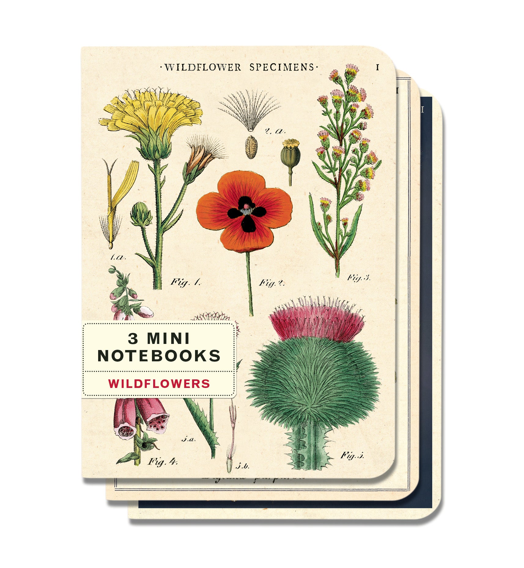 Wildflower Specimens 3 Pack Mini Notebooks | Cavallini Cavallini & Co - Oscar & Libby's