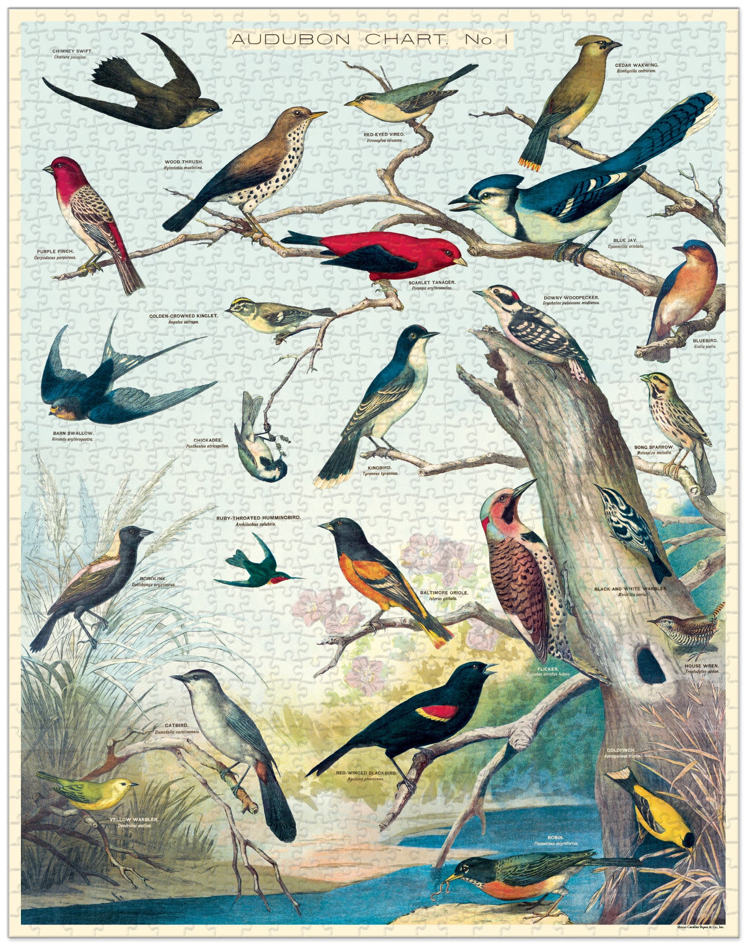 Cavallini & Co | Audubon Birds 1000 piece puzzle Cavallini & Co - Oscar & Libby's