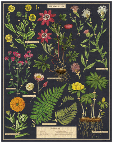 Cavallini & Co | Herbarium 1000 piece puzzle Cavallini & Co - Oscar & Libby's