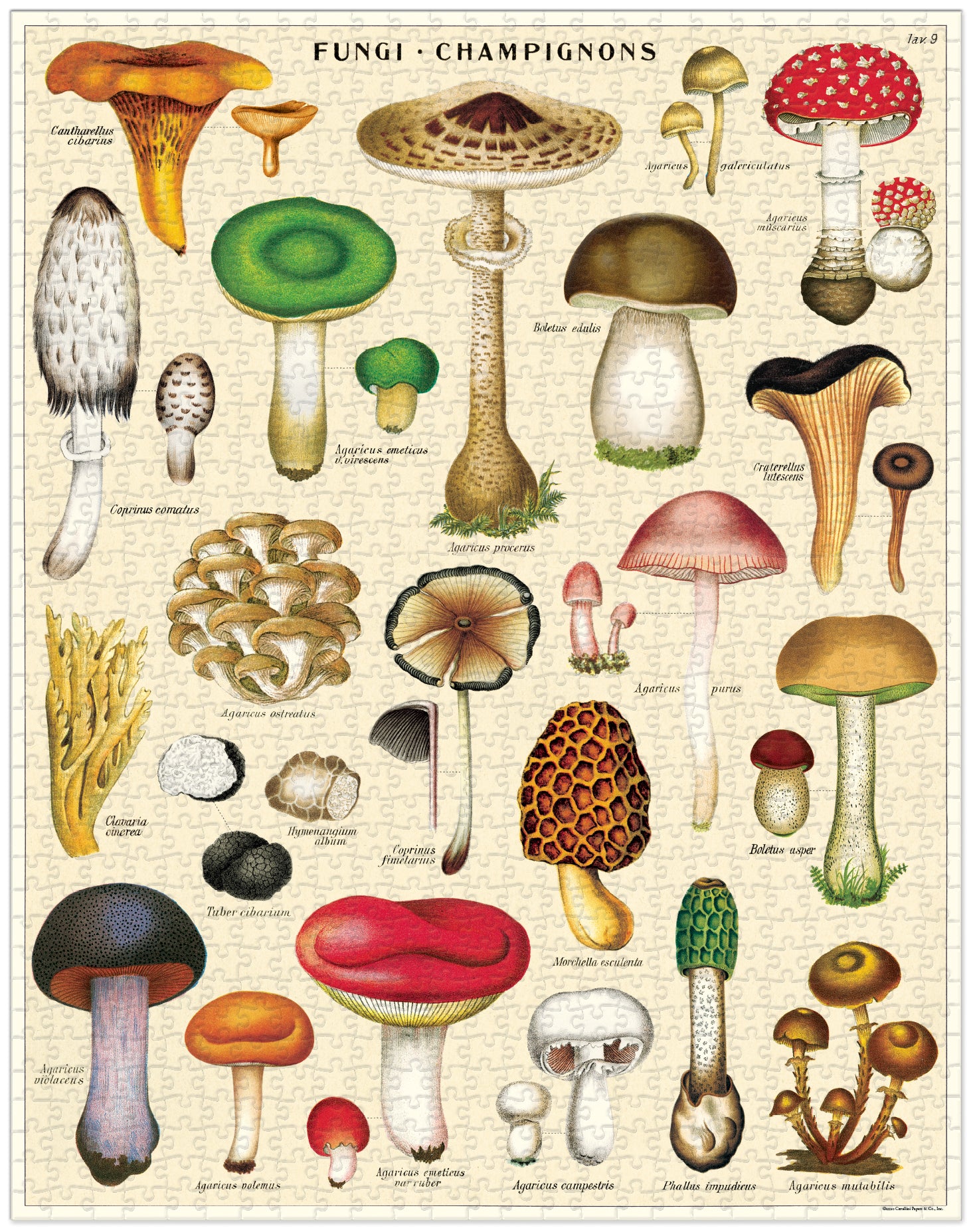 Cavallini & Co | Mushroom 1000 piece puzzle Cavallini & Co - Oscar & Libby's