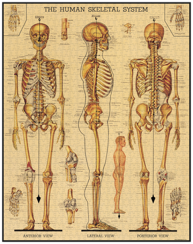 Cavallini & Co | Skeleton 1000 piece puzzle Cavallini & Co - Oscar & Libby's