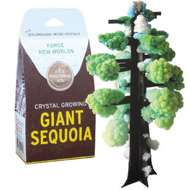 Crystal Growing - Giant Sequoia Copernicus Toys - Oscar & Libby's